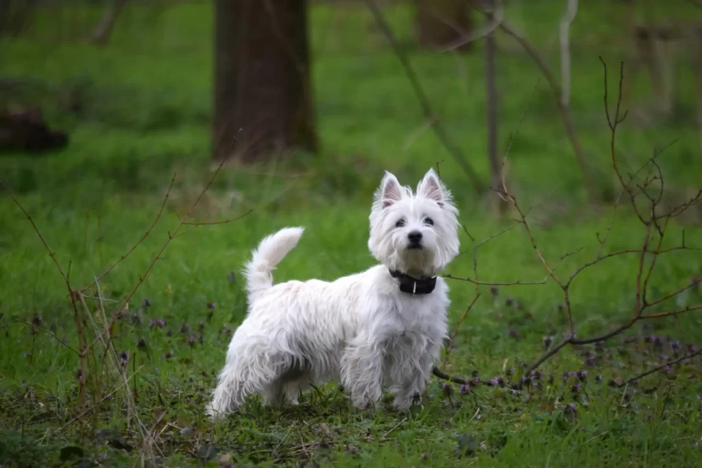 How to Groom a Westie Dog