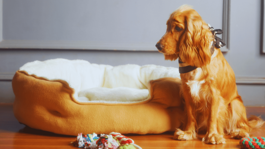 boarding requirements for dogs