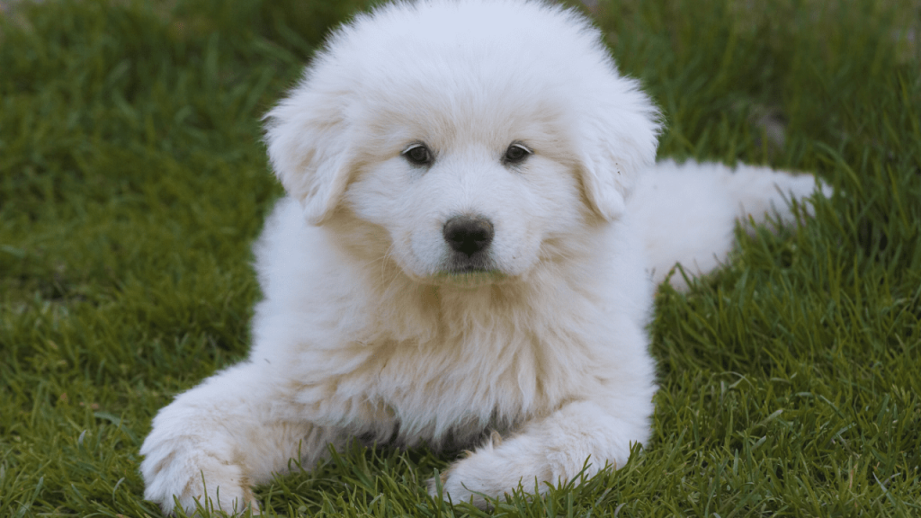 grooming a great pyrenees dog