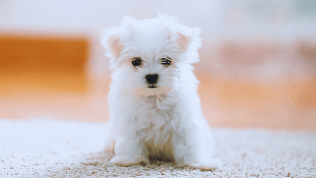 how to groom a maltese dog at home
