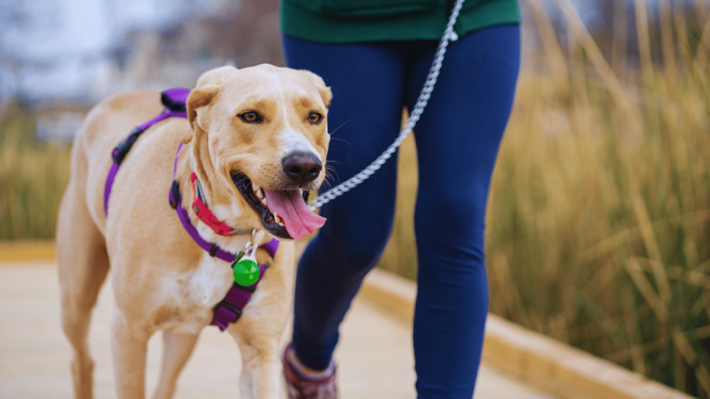 reactive dogs
