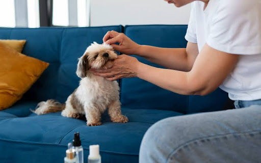 Cleaning Ears and Eyes Without Hurting Your Pet