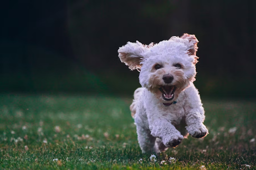Dog Grooming and Emotional Health