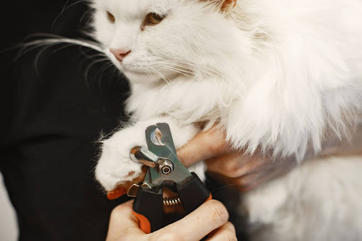 Groomer trimming cat nails with clippers