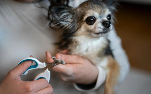 Nail Trimming Tips