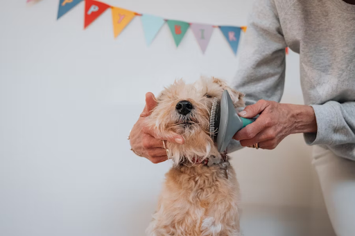 What is Dog Grooming