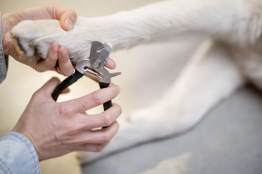 What is Included in Dog Grooming Services