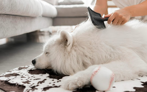 dog grooming techniques tips