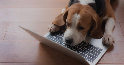 Free Pet Grooming Courses