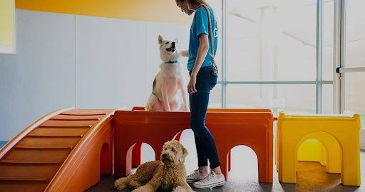 How to Teach Your Dog to Sit