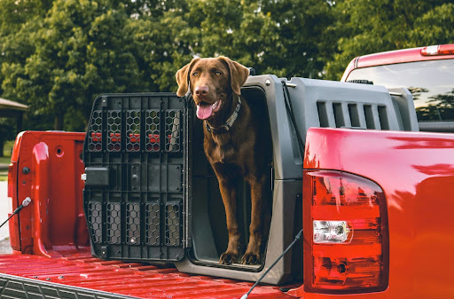 Adult Dogs Kennel Training