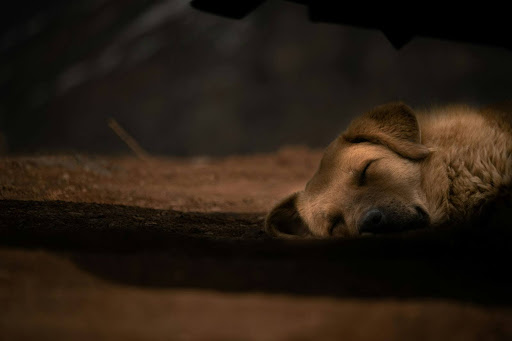 Nighttime Dog Kennel Training for Peaceful Sleep