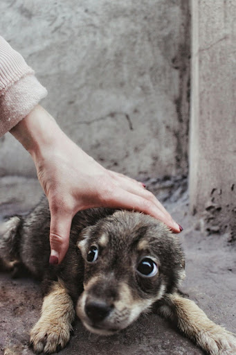 Small Puppies Kennel Training