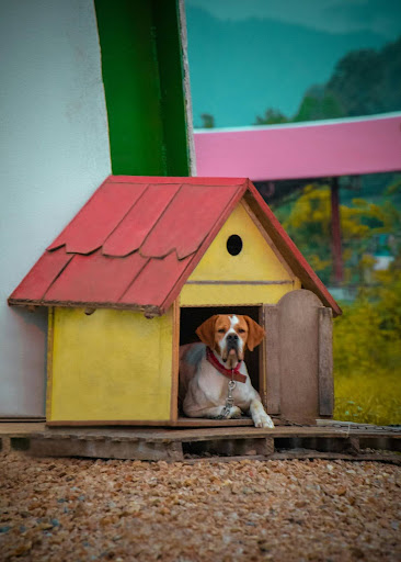 What Is Kennel Training