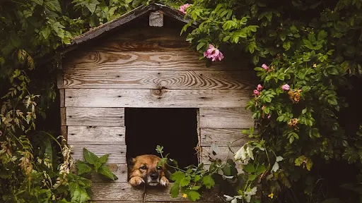 how to build a dog kennel
