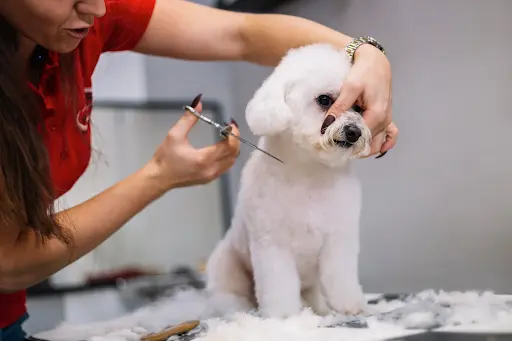 Mobile Grooming Business Opportunity. Lucky Dog Mobile Groomers