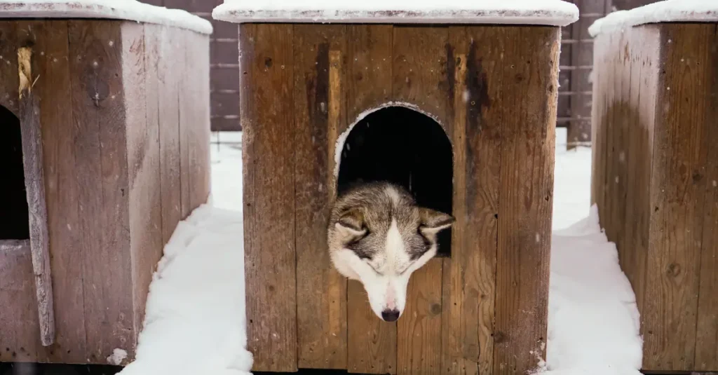 keep dogs warm in winter